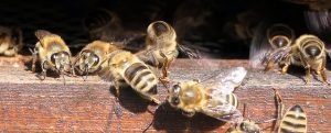 Honigbienen am Flugloch